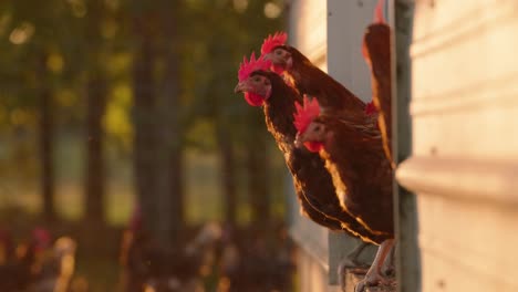 Bandada-De-Gallinas-Ponedoras-De-Huevos-Marrones-Saliendo-De-Un-Gallinero-Al-Atardecer-En-Cámara-Lenta