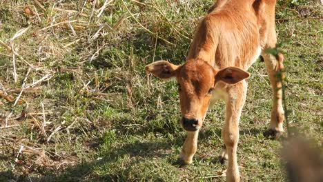 Baby-lamb-cow-eating-grass-