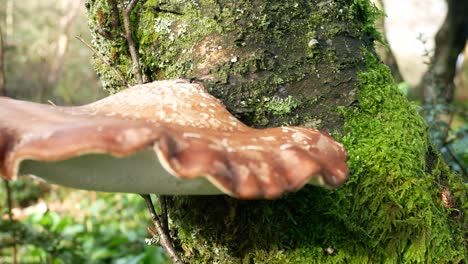 setas silvestres de otoño hongos que crecen en bosques bosques cubiertos de musgo tronco de árbol closeup dolly izquierda