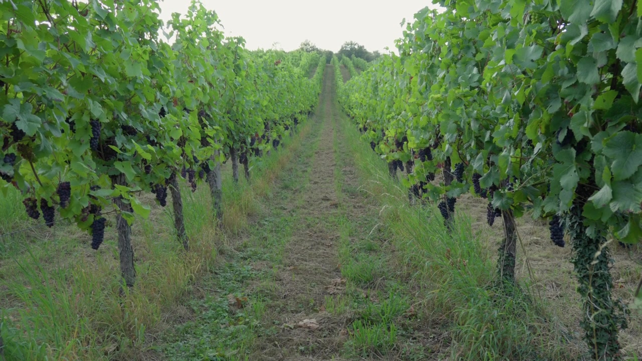 Vigneto, campo agricolo, regione Francia, valle della Mosella, paesaggio rurale, coltivazione di uva.