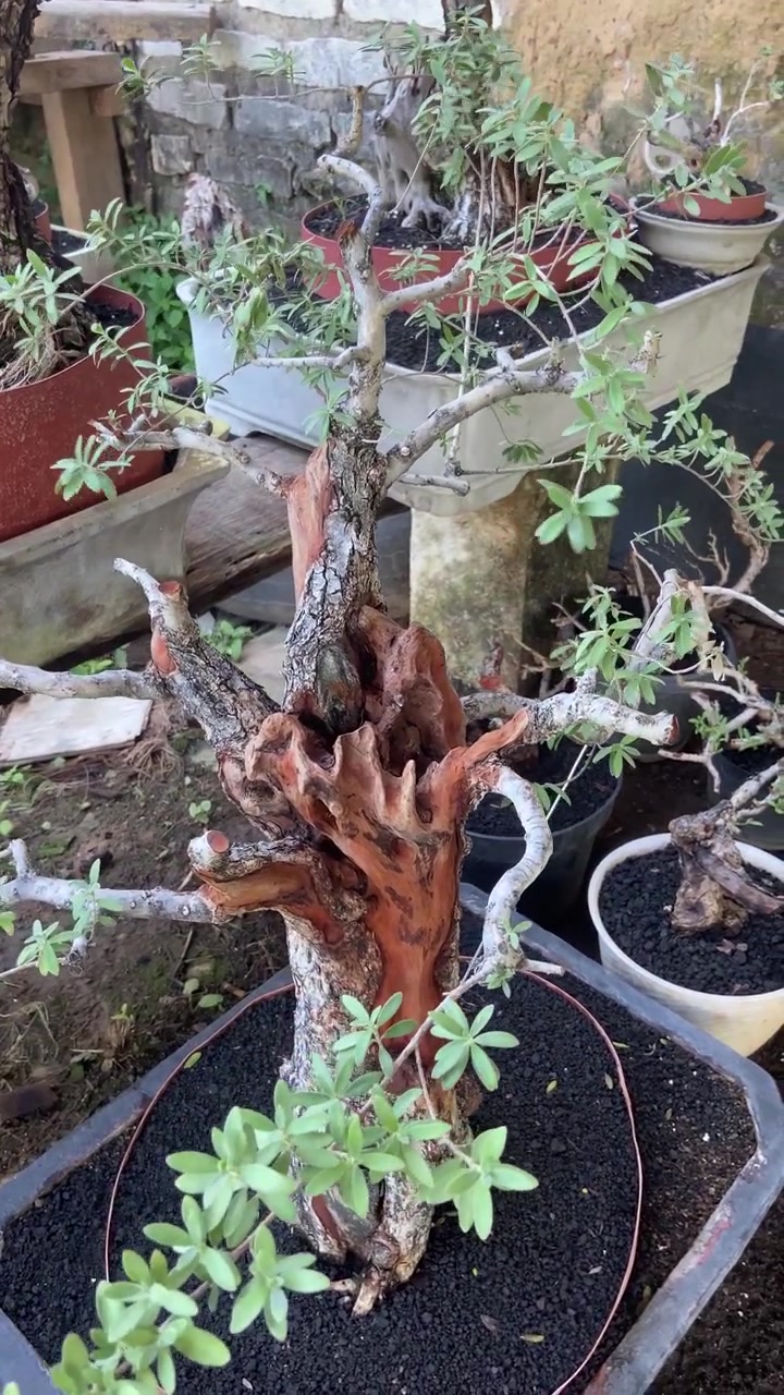 Açıkta Kalan Kökleri ve Yeşil Yapraklarıyla Sanatsal Bonsai Ağacı