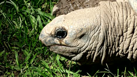 aldabra giant tortoise (aldabrachelys gigantea).