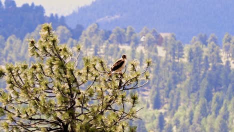 Swainson's-Hawk-perched-in-the-top-of-a-pine-tree-near-Bailey,-Colorado-in-the-United-States