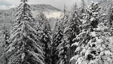 Willkommen-Im-Winterwunderland---Genießen-Sie-Den-Flug-über-Schneebedeckte-Fichtenwälder