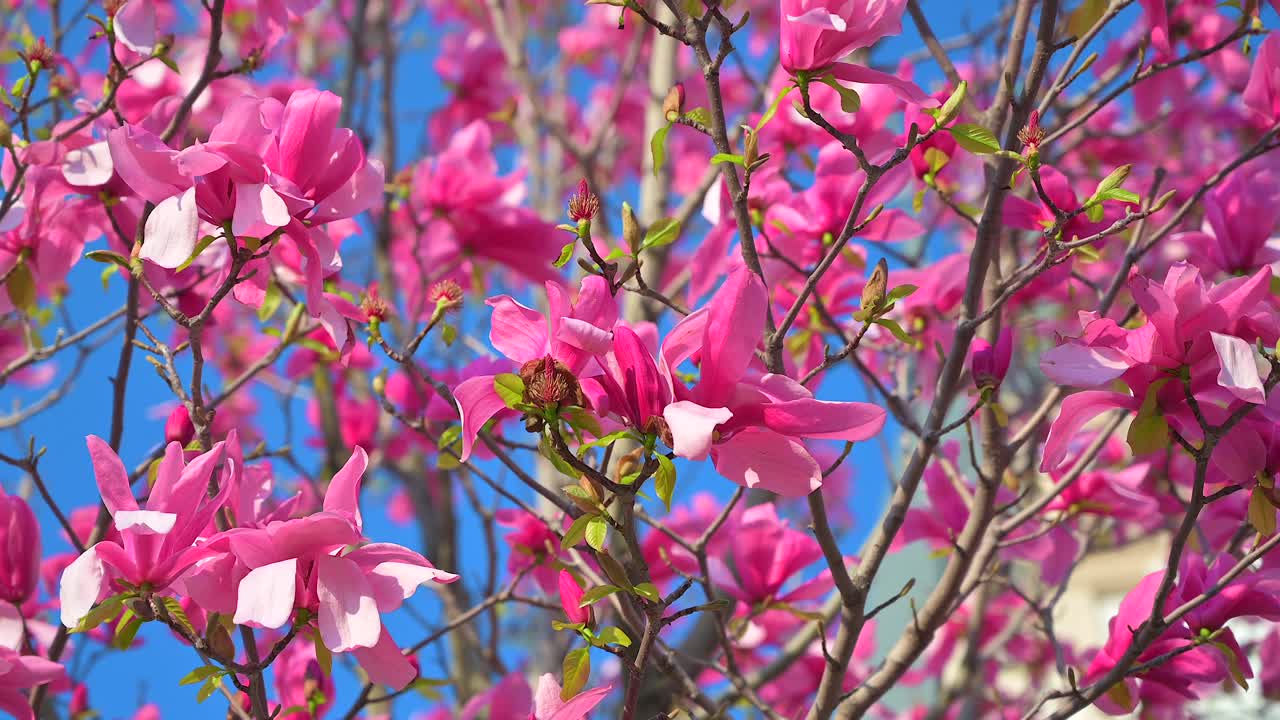 Close up of pink magnolia trees in front of the Palace of Culture in Iasi, Romania