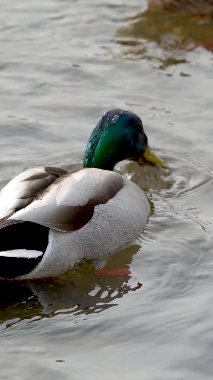 Un germano reale maschio nuota in un fiume, si immerge sott'acqua e riemerge durante il giorno.