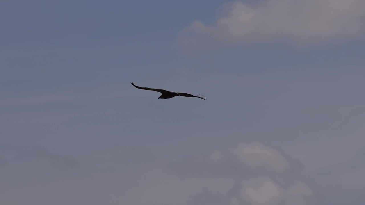 Avvoltoi grifoni (Gyps fulvus) che volano al rallentatore nella penisola iberica