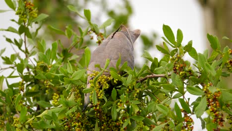 Primer-Plano-De-Una-Paloma-Aislada-De-Medio-Cuello,-Comiendo-Bayas-Maduras-En-Un-árbol-De-Grosella-Silvestre-Común-Una-Por-Una,-Enfoque-Selectivo