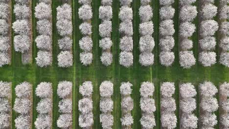 The-cherry-orchards-in-Door-County,-Wisconsin-are-in-full-bloom-in-the-spring-each-year