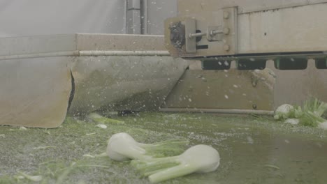 fennel being dropped in water bath