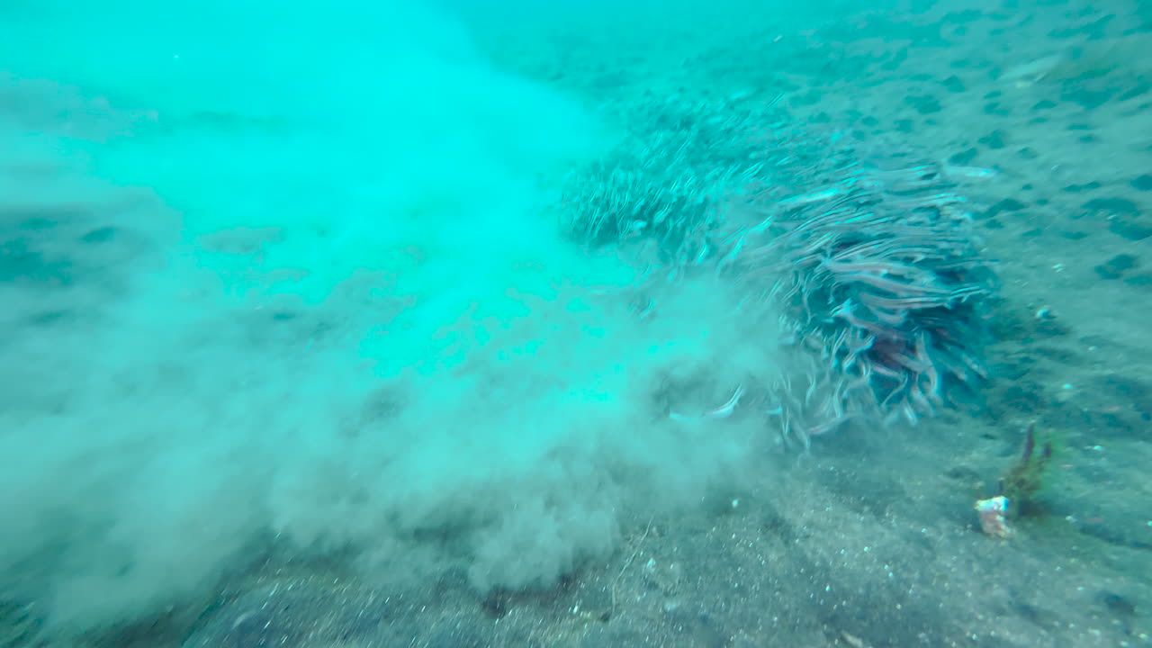 Shoal of striped catfish feeding in sandy seabed in shallow water