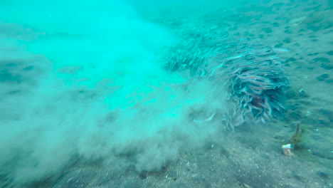 grupo de bagres rayados que se alimentan en el fondo marino arenoso en aguas poco profundas
