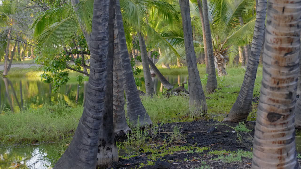 Moving camera walk by Mauna Lani Fish Ponds Reflections, Hawaii Mauna Lani