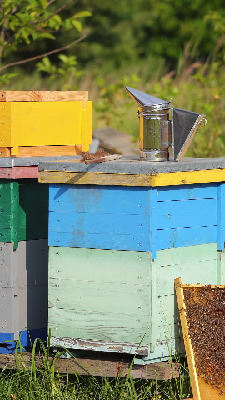 Hives with bees on a field. Apiary with bees flying to the landing boards. Apiculture. Bee smoker is standing on hive. Vertical video