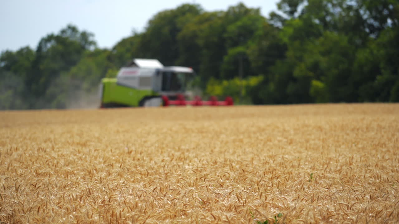 Grain harvester combine work in field. Work of combine harvester on wheat field