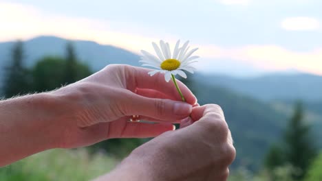 beautiful blonde girl sitting in a tent she holds torn flowers beautiful blonde girl sitting in a tent she holds torn flowers hiking in the mountains in summer