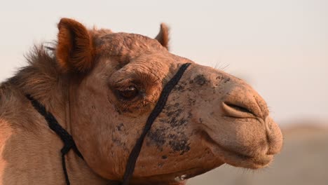 a close-up of a male camel, representing the concept of desert life in the arab world