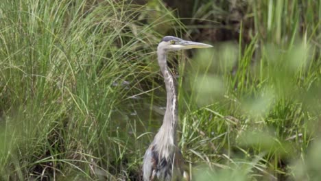 Great-Blue-Heron-standing-still-in-a-water-pond,-in-a-river-marsh