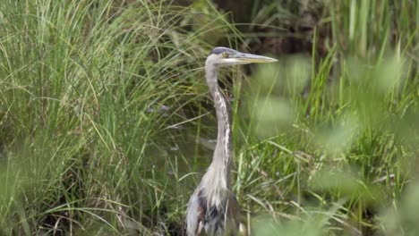 great blue heron standing still in a water pond, in a river marsh