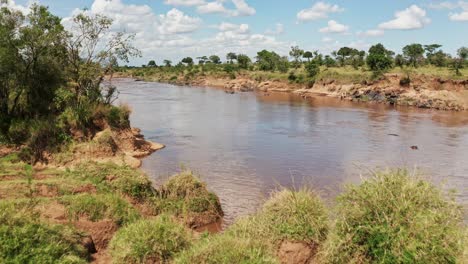 Hippos-in-Mara-River-Aerial-Drone-Shot-View,-Beautiful-African-Landscape-Scenery-of-a-Group-of-Hippo-in-the-Flowing-Water-of-Maasai-Mara-National-Reserve,-Kenya,-Africa