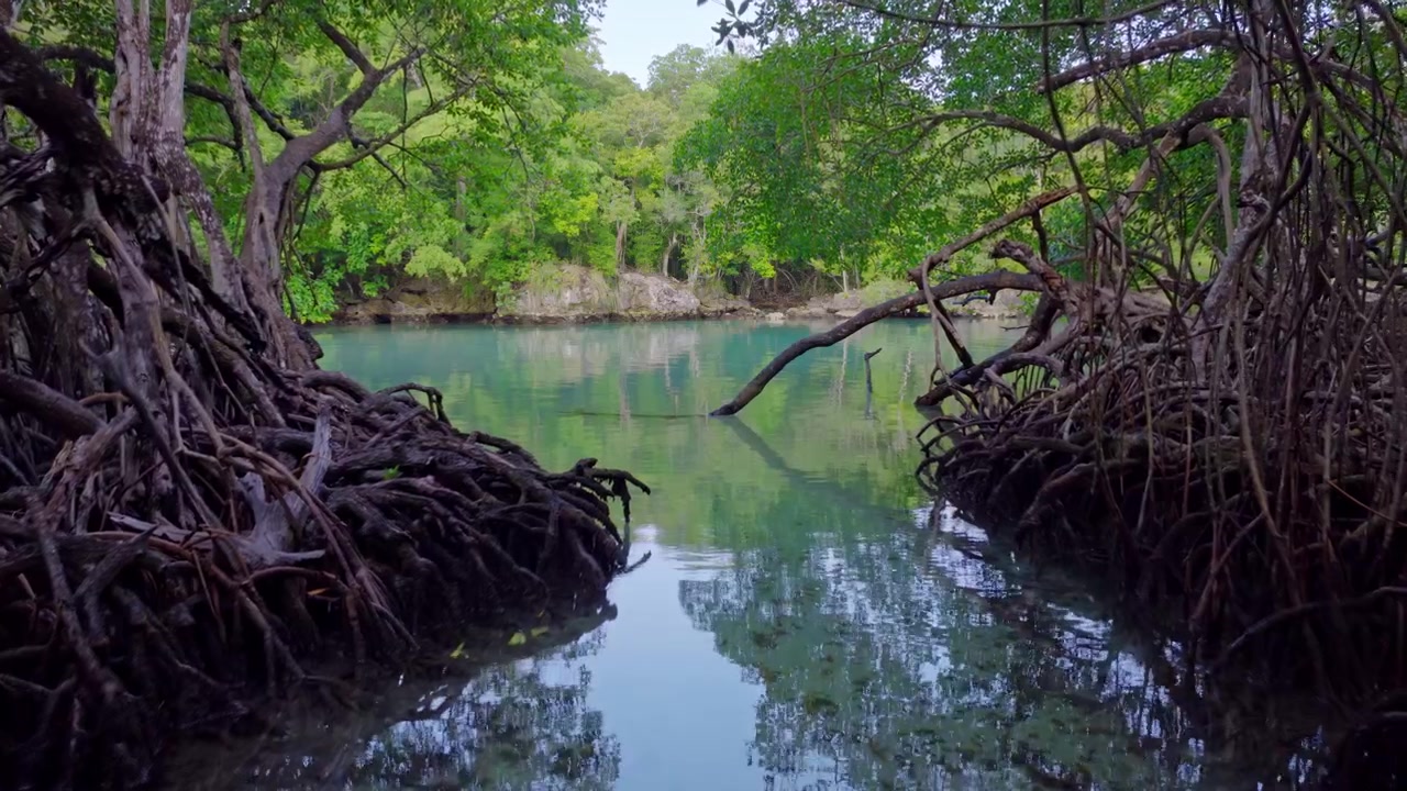 Densas raíces de manglar sumergidas en agua turquesa cristalina en la ensenada El Pontón en Río San Juan, República Dominicana.