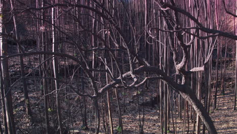 Cinematic-tracking-shot-of-burnt-trees-in-Portugal