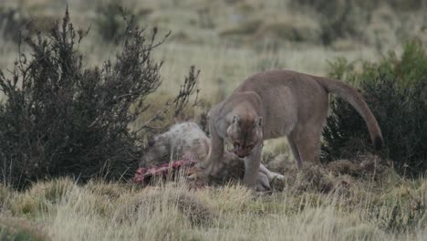las cubiertas jóvenes de puma matan después de alimentarse