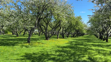 a blooming apple orchard and dandelions