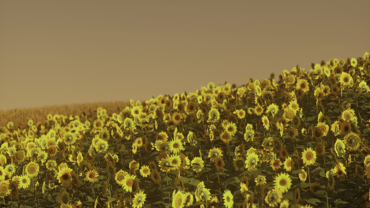 Vibrant sunflower field under a golden sky during sunset in summer