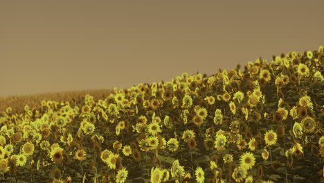 vibrant sunflower field under a golden sky during sunset in summer