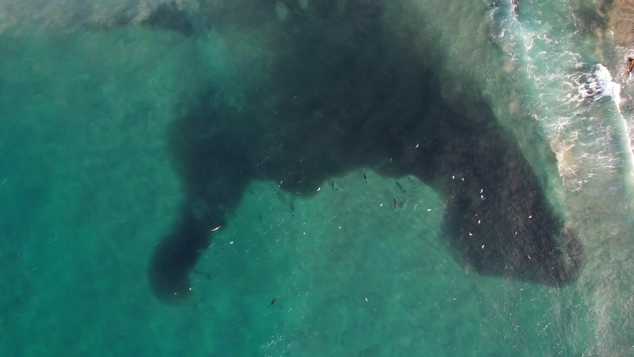 Bottlenose Dolphins Hunting Fish At Broken Head NSW - Byron Region - Australia
