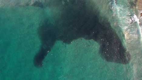 bottlenose dolphins hunting fish at broken head nsw - byron region - australia