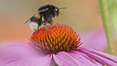 wild bumblebee takes off into flight after collecting pollen from orange coneflower