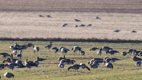 Una-Gran-Bandada-De-Gansos-Albifrones-De-Frente-Blanca-En-El-Campo-De-Trigo-De-Invierno-Durante-La-Migración-De-Primavera