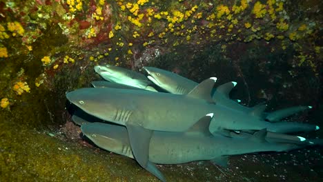 La-Luz-De-Buceo-Brilla-Sobre-Los-Tiburones-De-Arrecife-De-Punta-Blanca-Descansando-En-Equilibrio-Escondido-Fuera-De-La-Vista