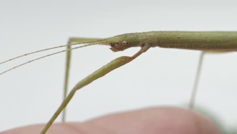 insecto palo medauroidea extradentata, familia phasmatidae