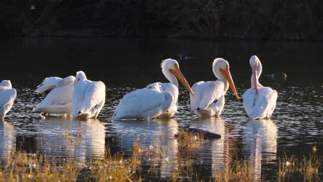 Ein-Schwarm-Pelikane-Säubert-Am-Teichrand,-Während-Sich-Das-Wasser-Langsam-Bewegt