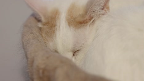 gorgeous white and orange cat sleeping in a cat tree in a well lit room