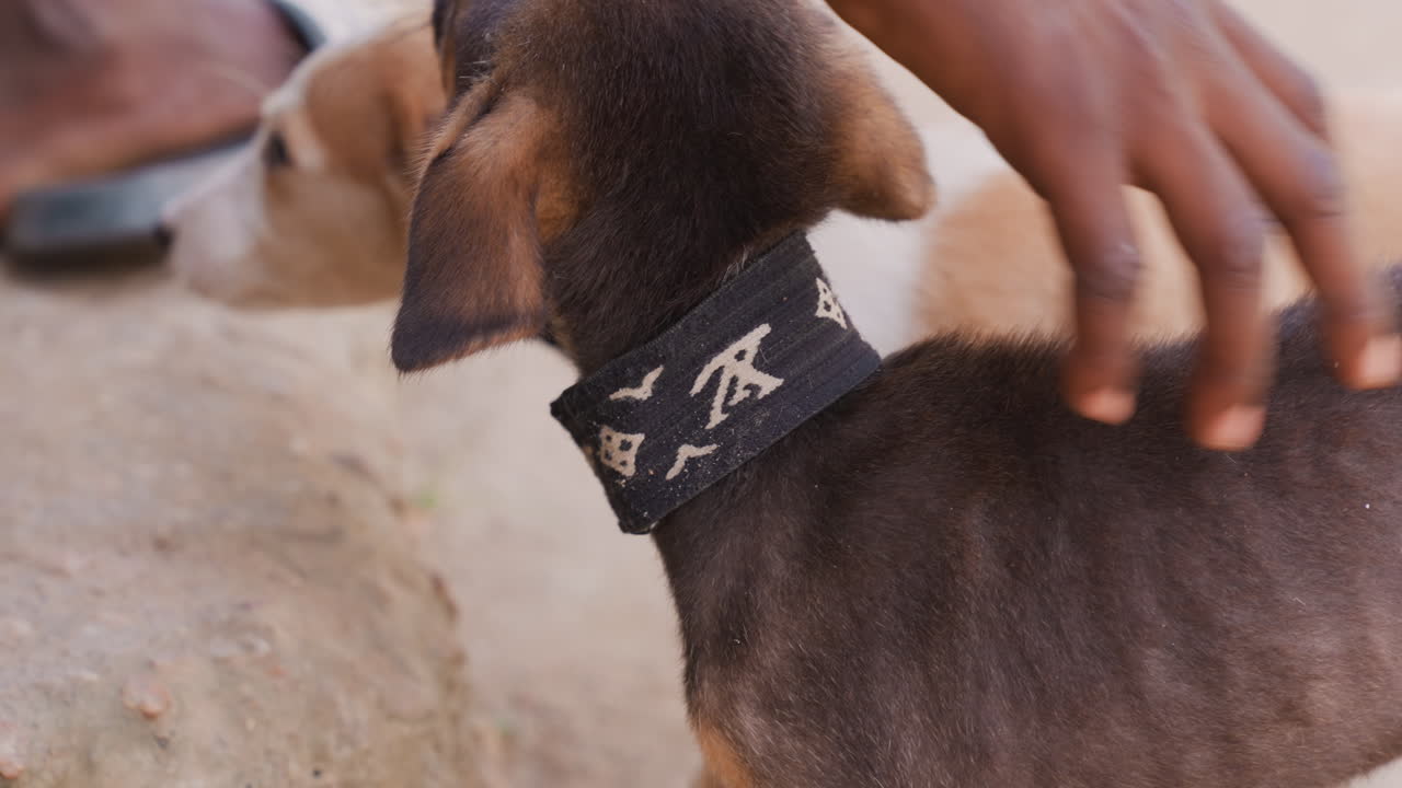 ワークアウト後に立ち止まり、小さな犬を慰めるストリートアスリートが黒い子犬をなでている。黒いスポーツカラーを優しくなでるアフリカ系の手のクローズアップ。屋外のコンクリートの縁で、穏やかな仲間と過ごすひととき。
