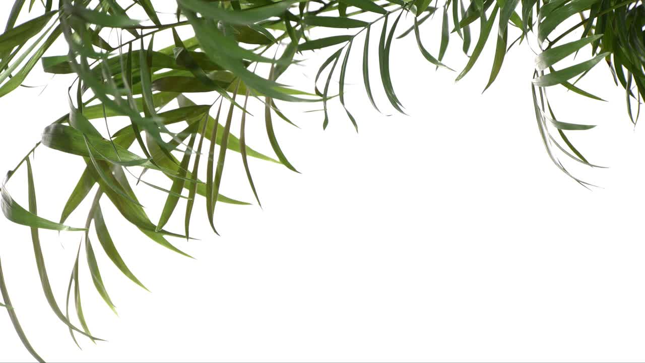 Closeup green palm tree leaves isolated on white background. Nature frame decor.