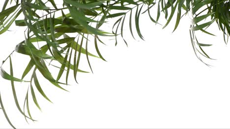 closeup green palm tree leaves isolated on white background. nature frame decor.