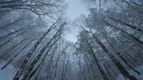 Wide-angle-panning-downward-from-a-snowy-tree-canopy-to-a-beautiful-woodland-stream