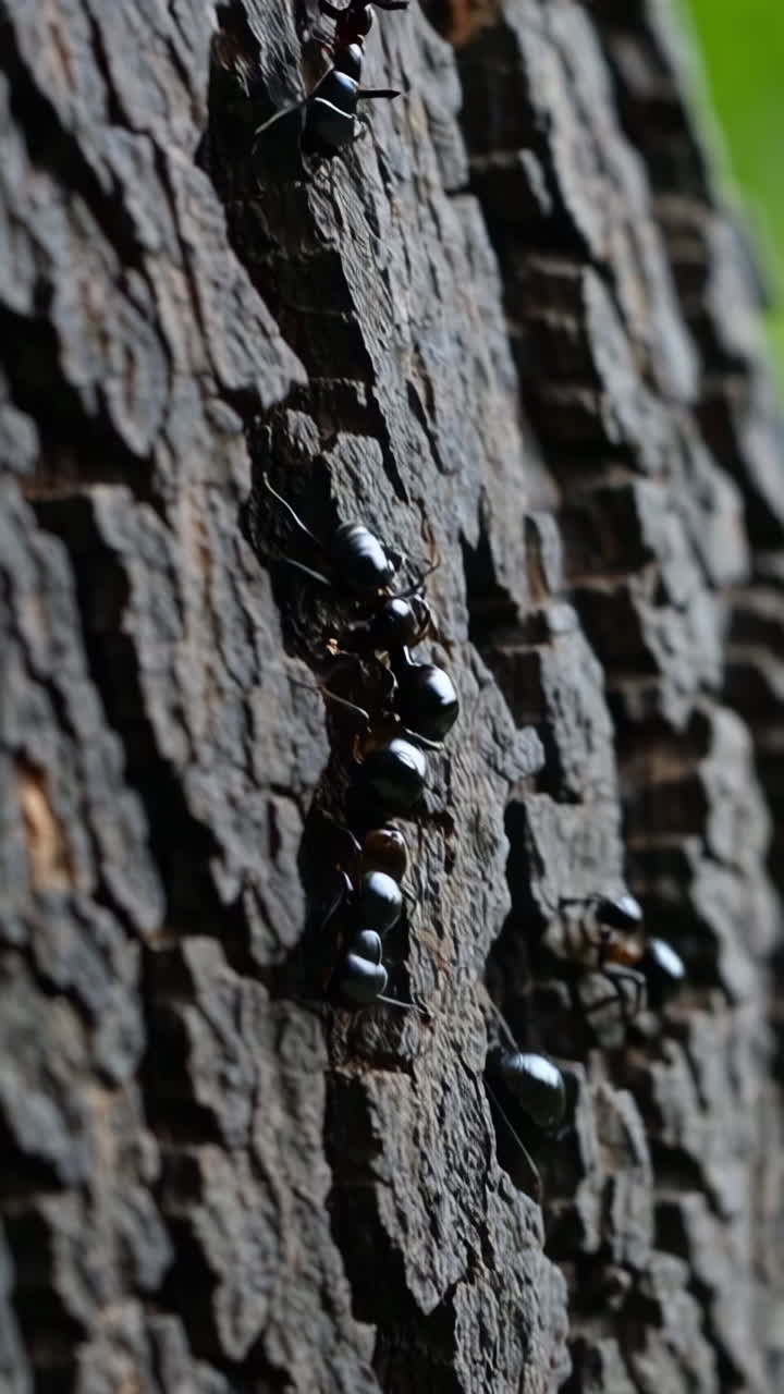 Formiche nere sulla corteccia di un albero