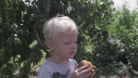 Toma-Estática-En-Cámara-Lenta-De-Un-Niño-Pequeño-Comiendo-Melocotón-Fresco-En-El-Huerto