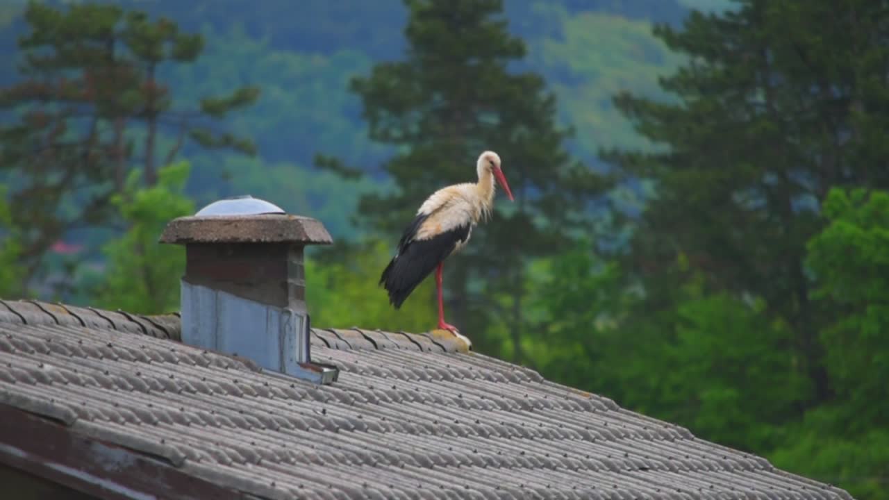 A stork on top of a roof, just chilling and flapping her wings. There are some trees in the background.