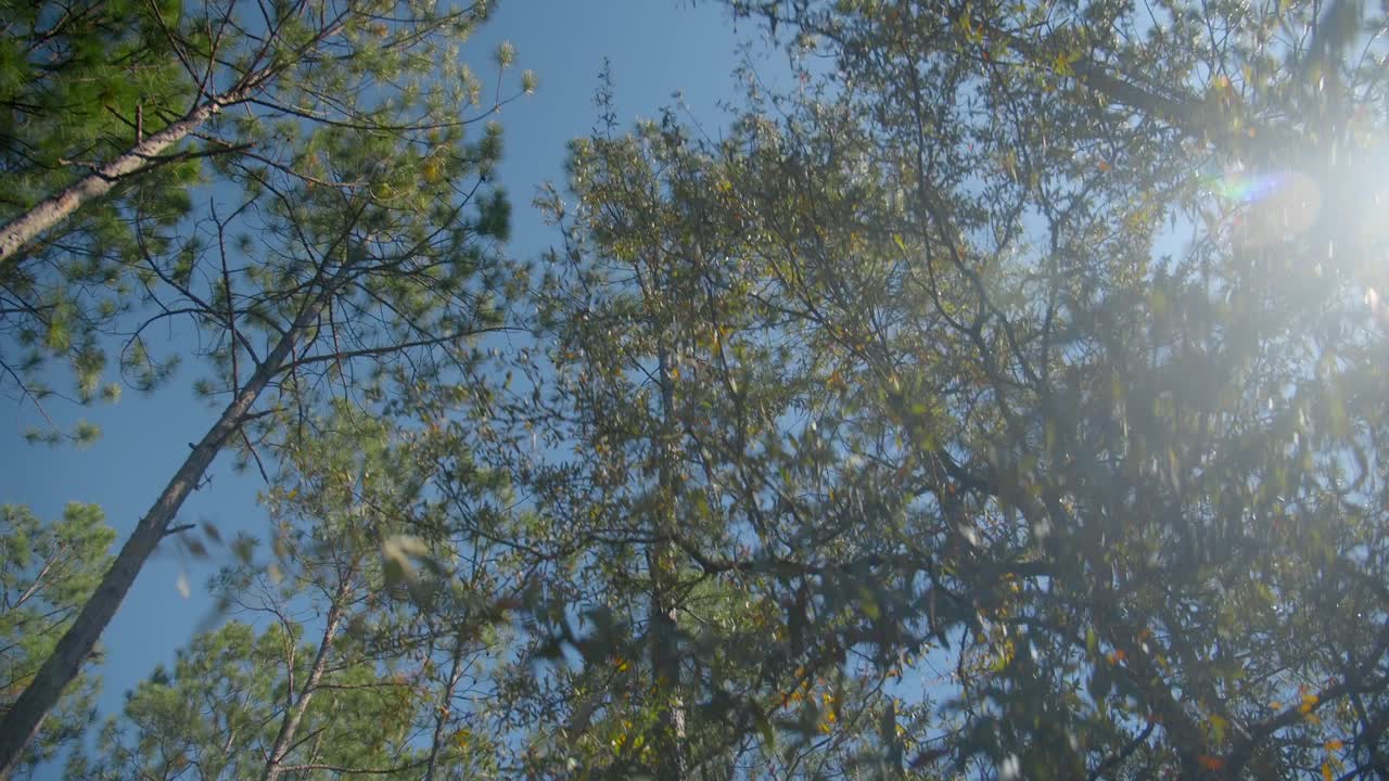 mirando hacia los árboles en el bosque-3