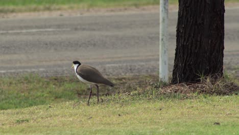 masked lapwing plover hopping on one leg on grass by roadside