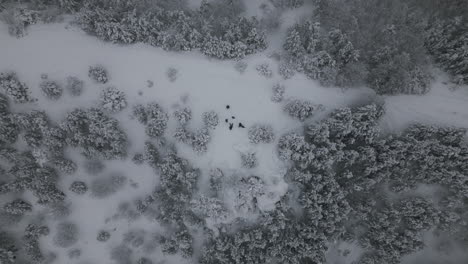 aerial footage of family with dogs in winter holiday