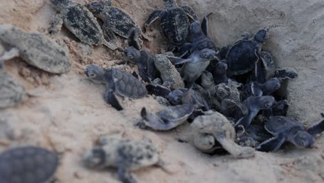 crías de tortuga verde saliendo del nido en la playa