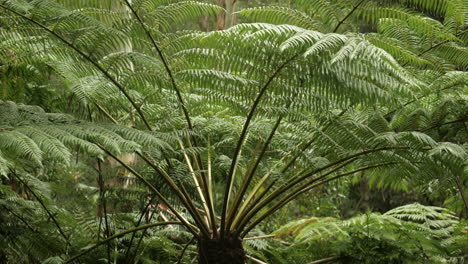 large fern tree located in the lush great otway ranges national park, victoria, australia